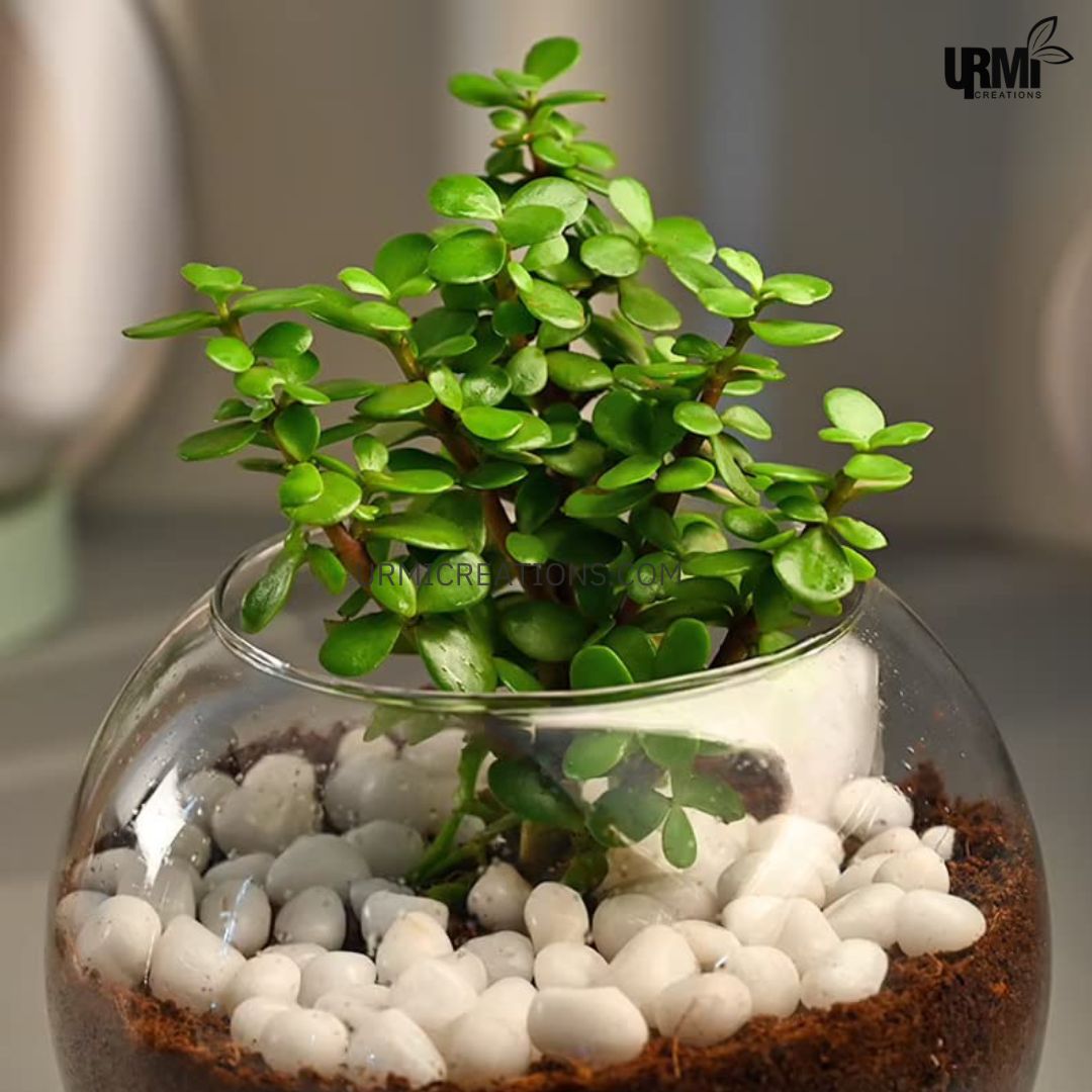 Jade Plant Terrarium In Glass Vase